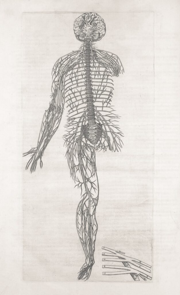 Anatomical diagram showing vagus nerve pathway and vagal tone stimulation points