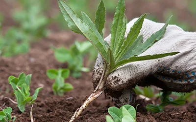 Ikaria Lean Belly Juice powder supplement for metabolic health and weight loss