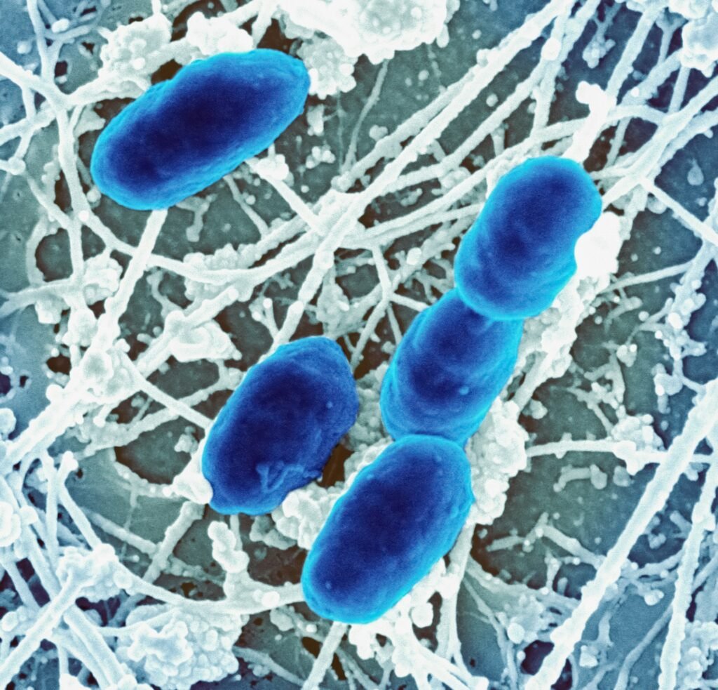 Scientific illustration of mitochondria producing cellular energy for a flexible metabolism